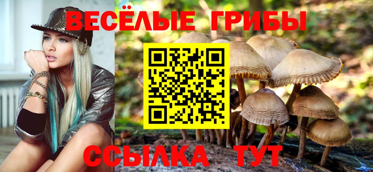 Галлюциногенные грибы Cubensis  Псилоцибиновые грибы MAGIC MUSHROOMS  Курчалой  цена   Вход с VPN 